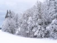 Verschneite Baumreihe bei Hintergschwendt